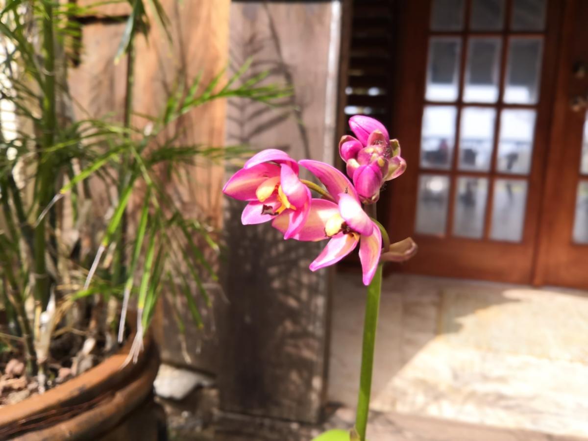 Villa Touloulou English Harbour エクステリア 写真